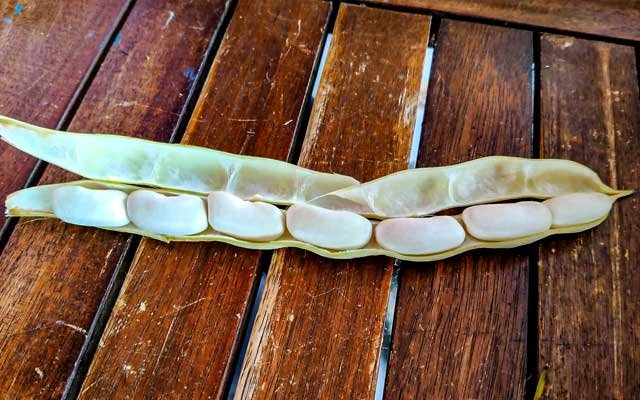 tierra-vaqueira-vaina-de-fabes-vs-alubias-judia-blanca-resto-de-fabes-asturrianas-diferencias