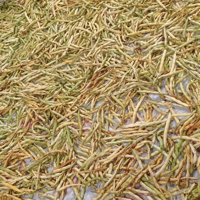 Vaqueira-vaina-de-faba-asturiana