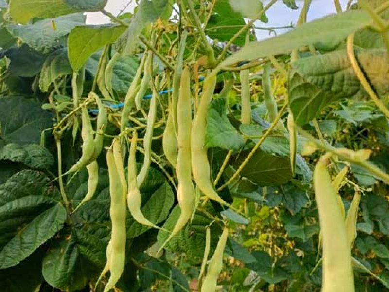 tierra-vaqueira-faba-verde-denominacion-de-origen